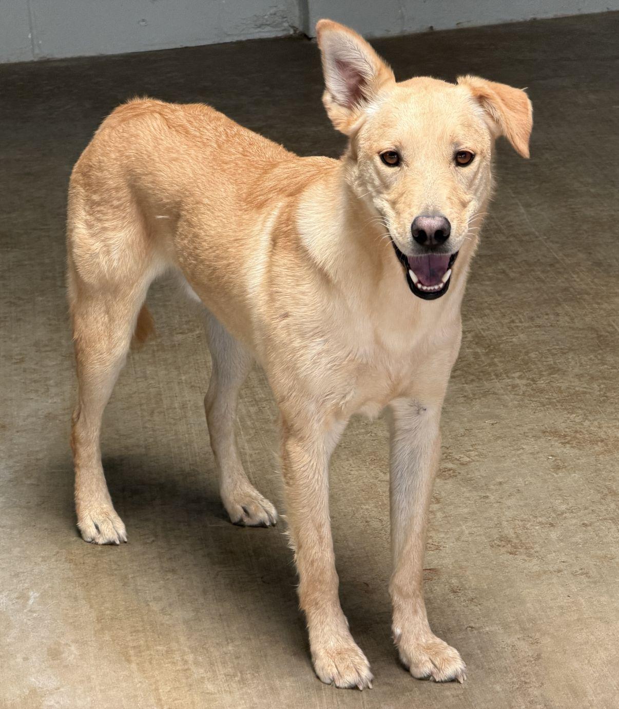 Enlarge Barrel, a Adoptable mixed breed in El Paso, TX image 2/6