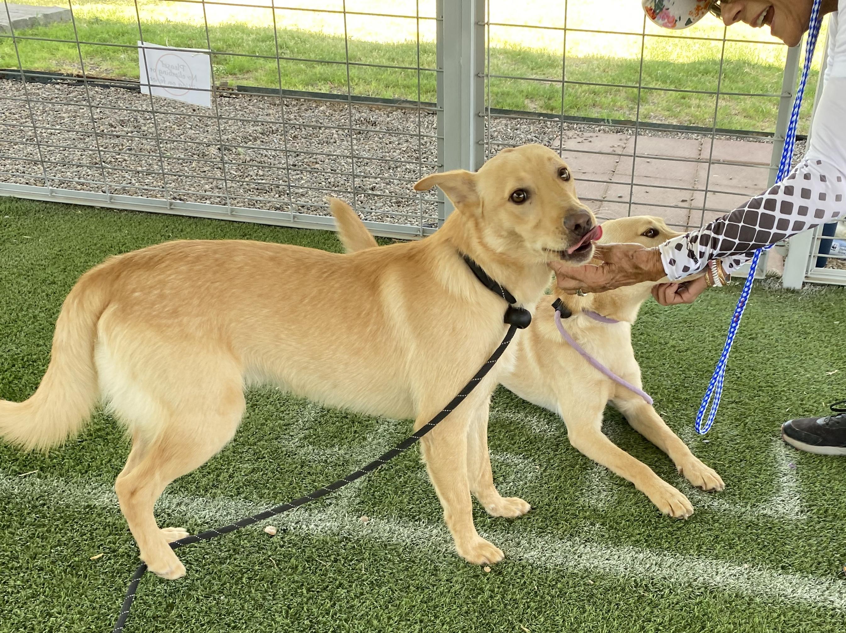 Barrel, a Adoptable mixed breed in El Paso, TX image 6/6
