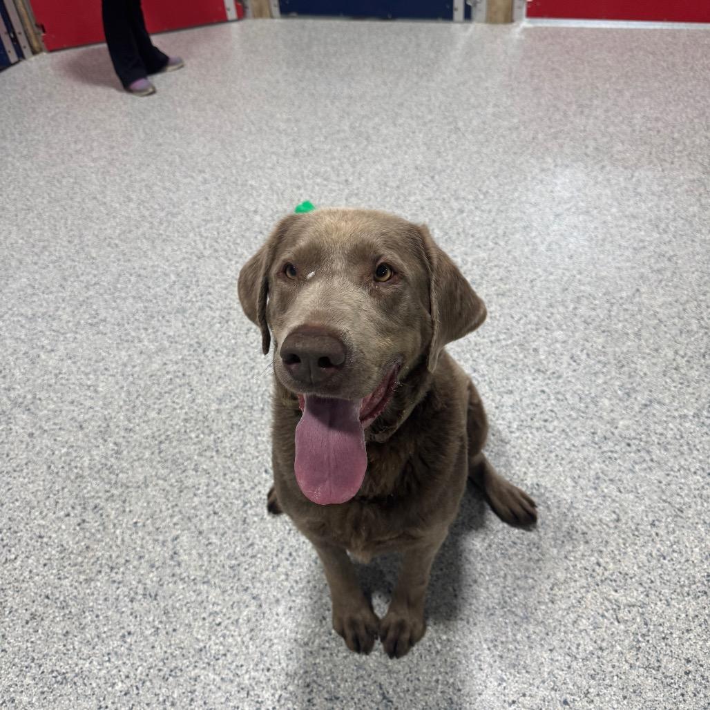 Enlarge Sally, a Adoptable Labrador Retriever in Newberg, OR image 2/6