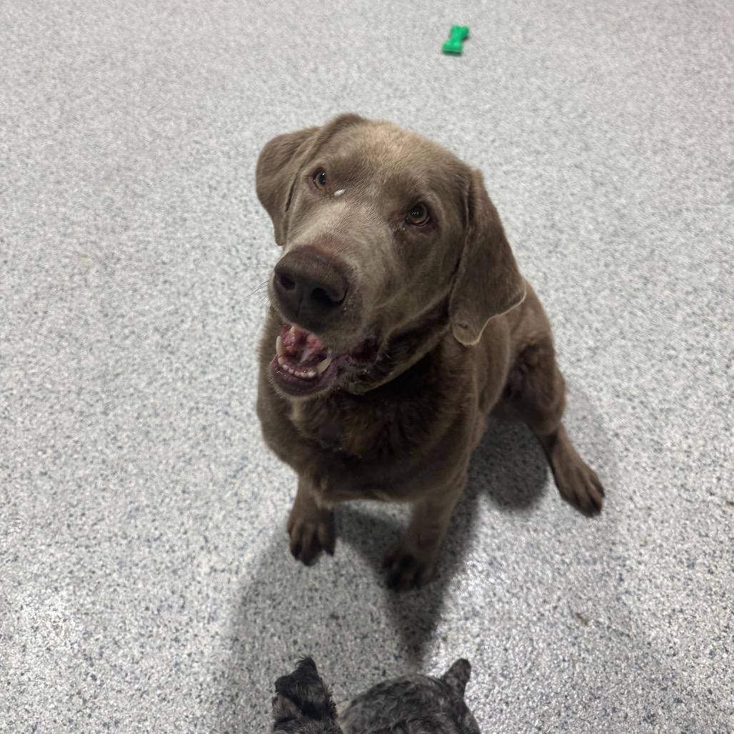 Enlarge Sally, a Adoptable Labrador Retriever in Newberg, OR image 3/6