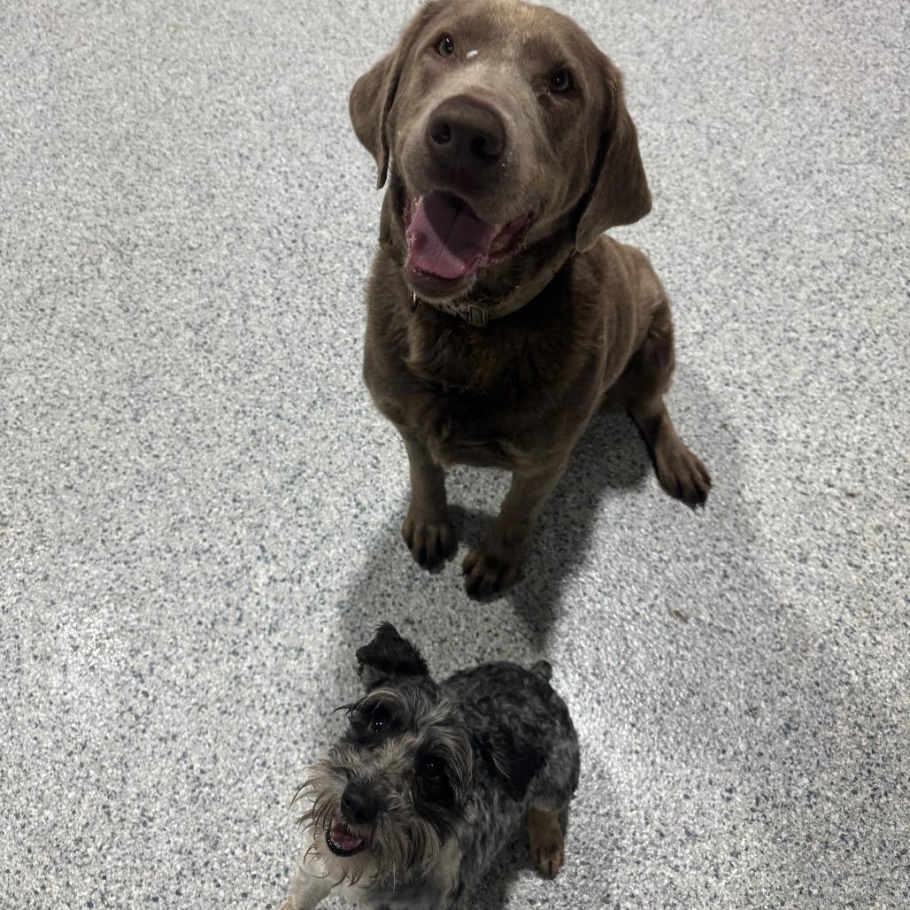Enlarge Sally, a Adoptable Labrador Retriever in Newberg, OR image 4/6