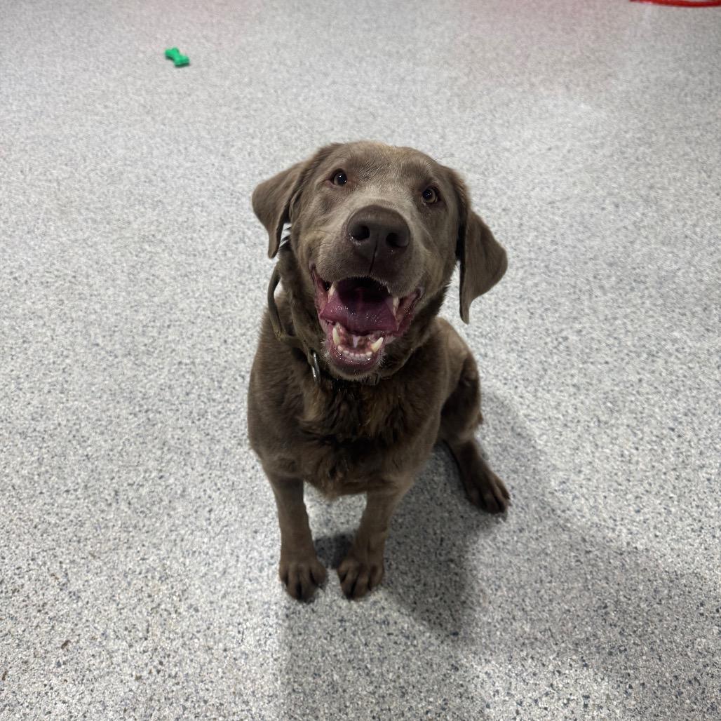 Enlarge Sally, a Adoptable Labrador Retriever in Newberg, OR image 5/6