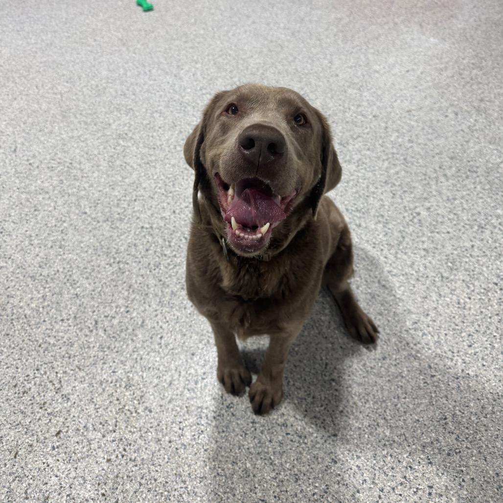 Enlarge Sally, a Adoptable Labrador Retriever in Newberg, OR image 6/6