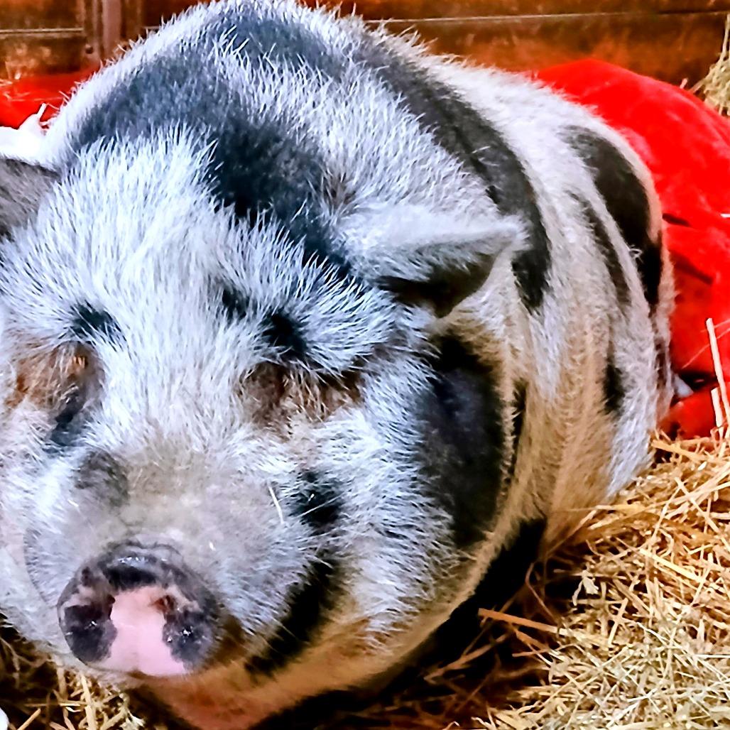 Cookie Monster, a Adoptable Vietnamese Pot Bellied in Fairport, NY image 1/5