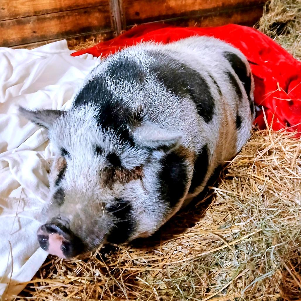 Cookie Monster, a Adoptable Vietnamese Pot Bellied in Fairport, NY image 2/5