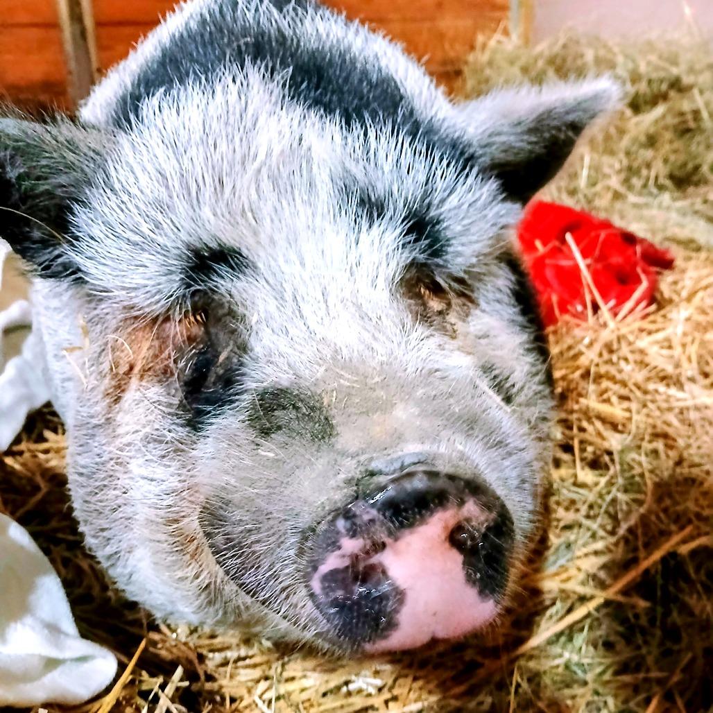 Cookie Monster, a Adoptable Vietnamese Pot Bellied in Fairport, NY image 3/5