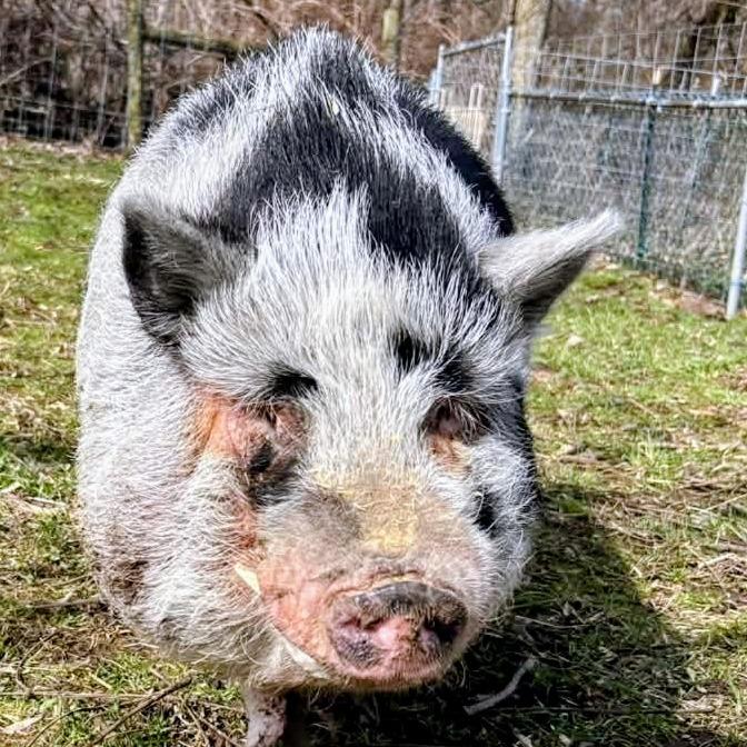 Cookie Monster, a Adoptable Vietnamese Pot Bellied in Fairport, NY image 4/5