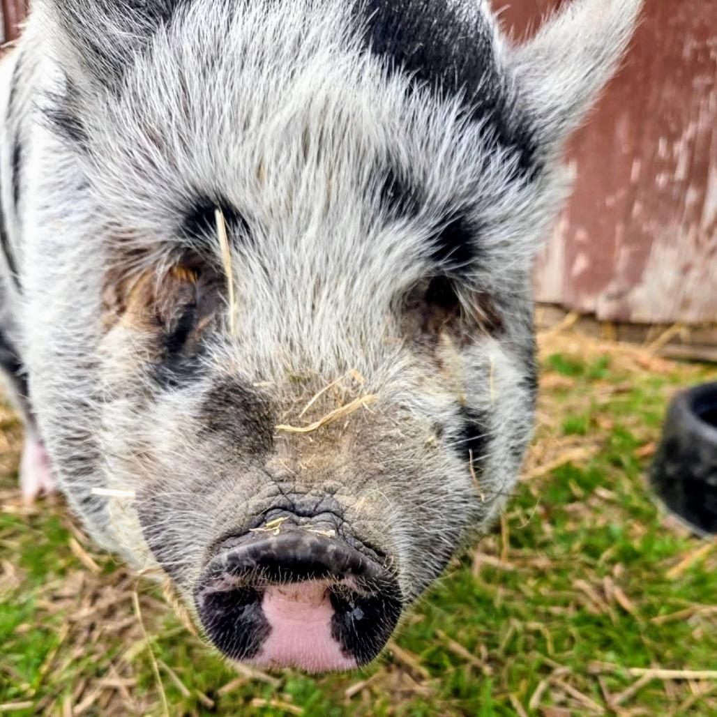 Cookie Monster, a Adoptable Vietnamese Pot Bellied in Fairport, NY image 5/5