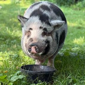 Enlarge Cookie Monster, a Adoptable Vietnamese Pot Bellied in Fairport, NY image 6/6
