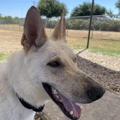 Enlarge Rudy, a Adoptable Mixed Breed in Georgetown, TX image 14/15