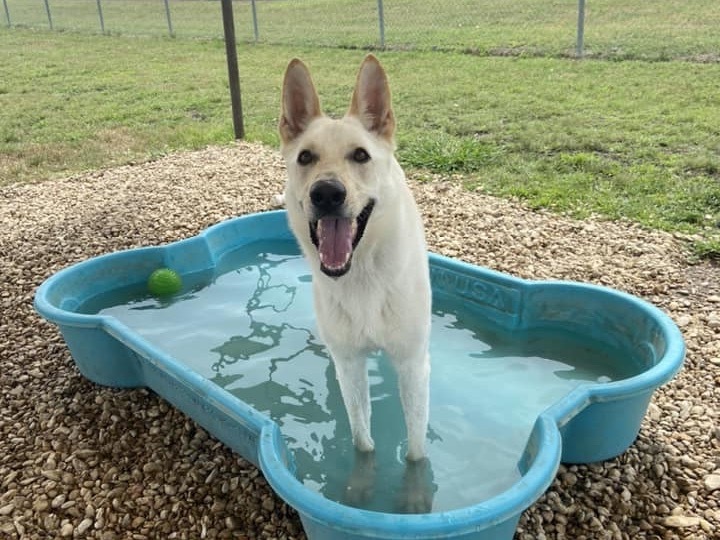 Enlarge Rudy, a Adoptable Mixed Breed in Georgetown, TX image 12/15
