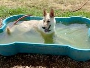 Enlarge Rudy, a Adoptable Mixed Breed in Georgetown, TX image 15/15