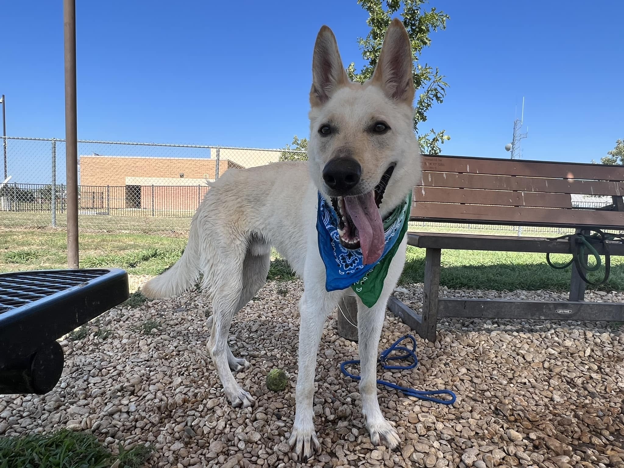 Enlarge Rudy, a Adoptable Mixed Breed in Georgetown, TX image 13/15