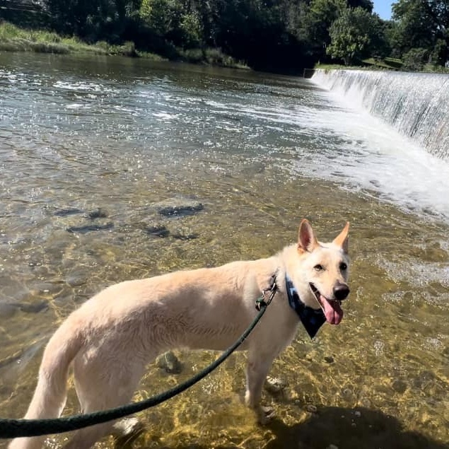 Enlarge Rudy, a Adoptable Mixed Breed in Georgetown, TX image 10/15