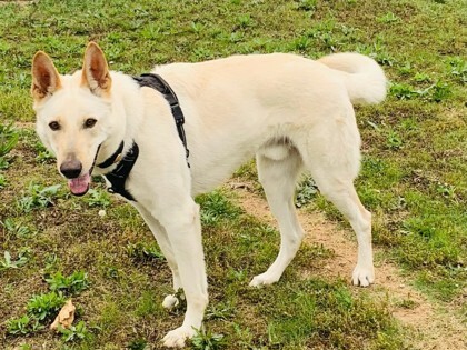 Enlarge Rudy, a Adoptable Mixed Breed in Georgetown, TX image 11/15