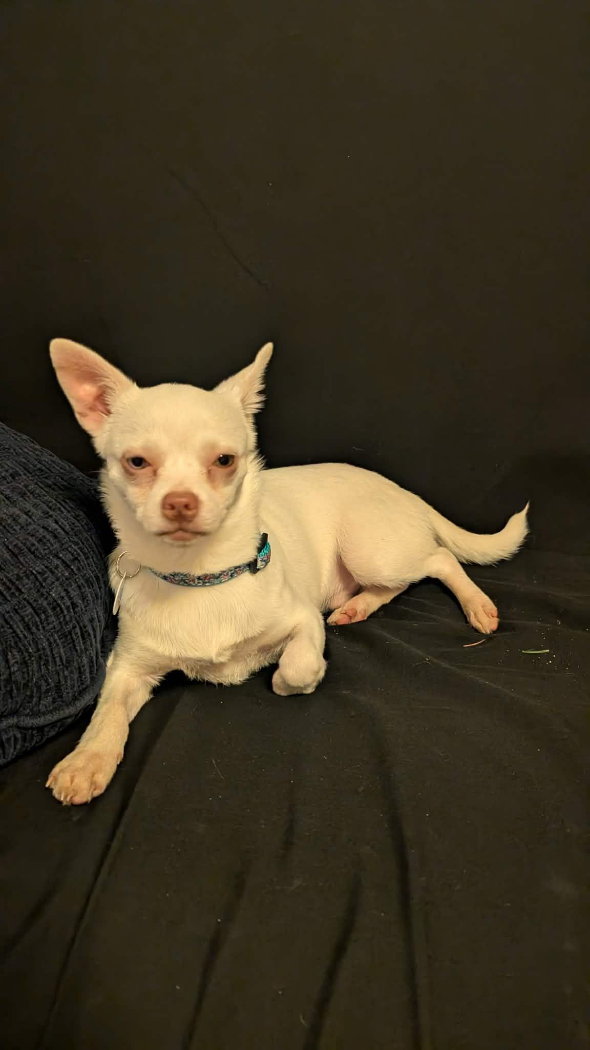Dobby, ADOPTABLE, Puppy Male Chihuahua.