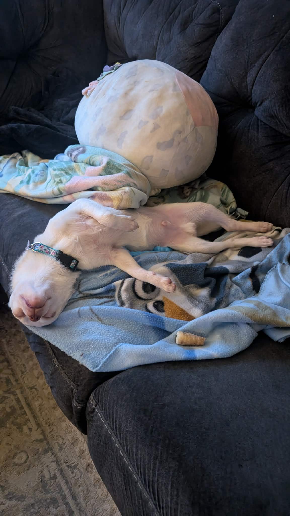 Enlarge Dobby, a ADOPTABLE Chihuahua in Winlock, WA image 4/4