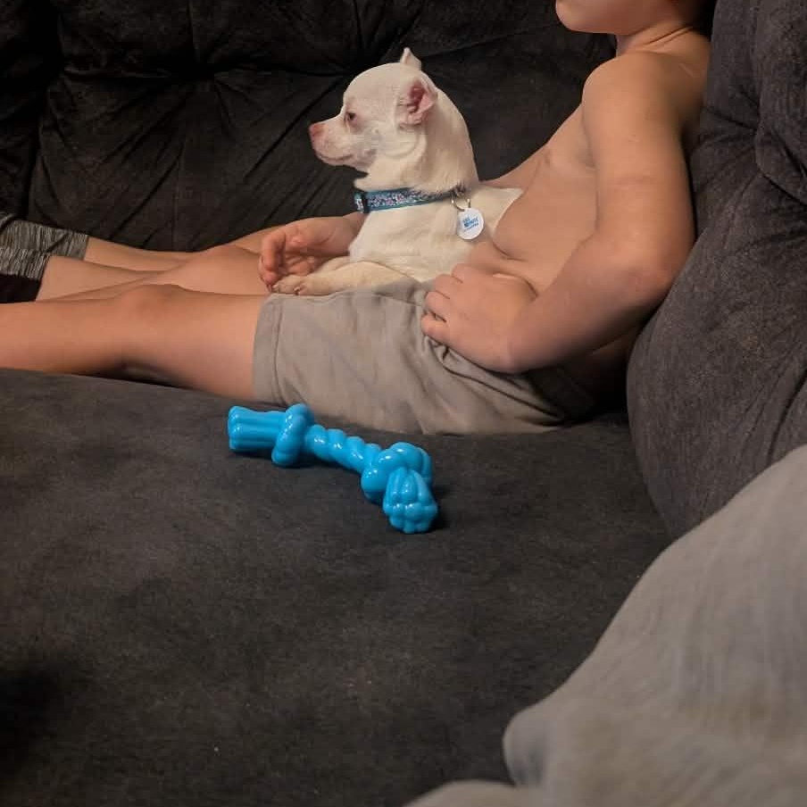 Enlarge Dobby, a ADOPTABLE Chihuahua in Winlock, WA image 3/4