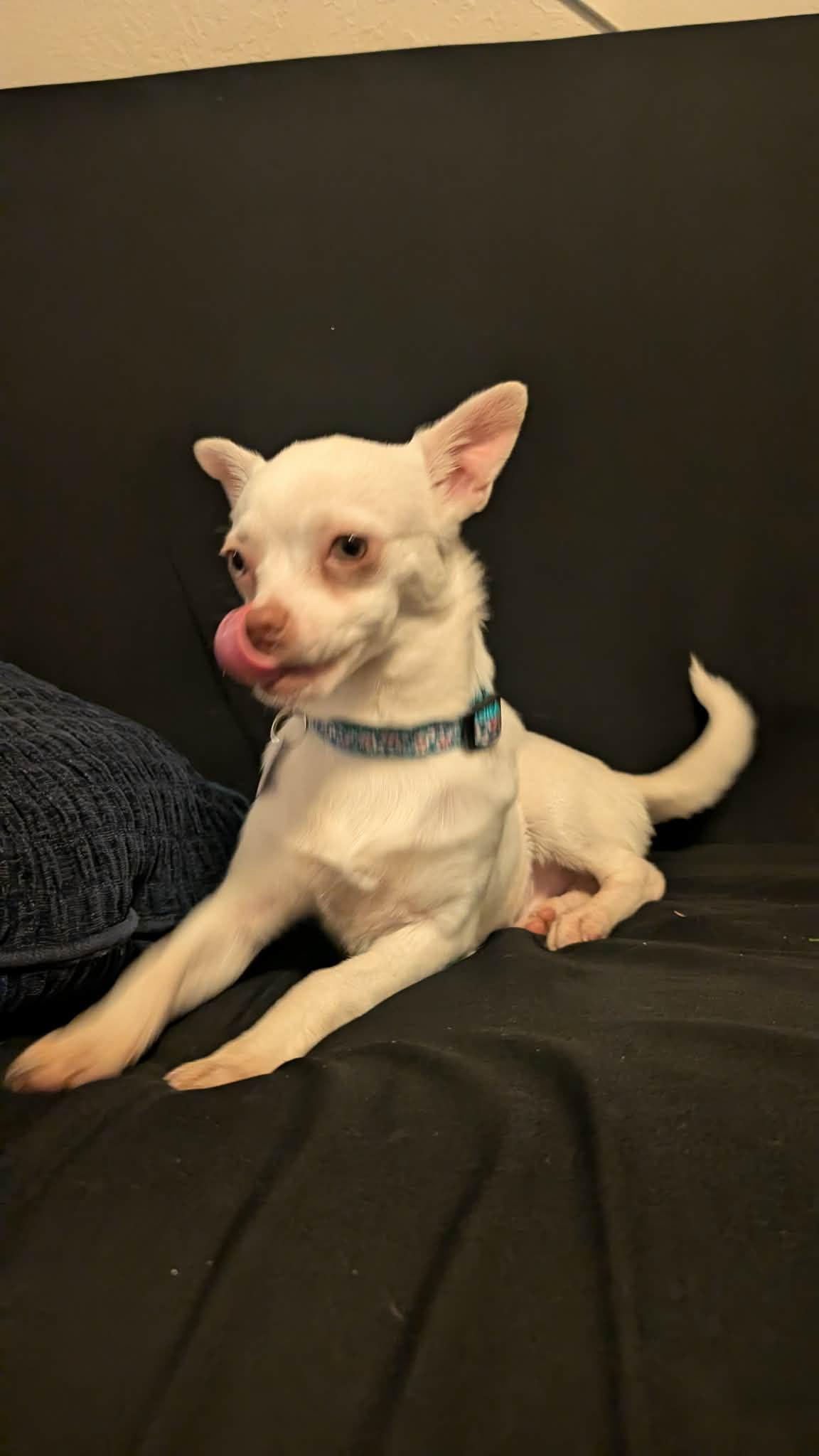 Enlarge Dobby, a ADOPTABLE Chihuahua in Winlock, WA image 2/4