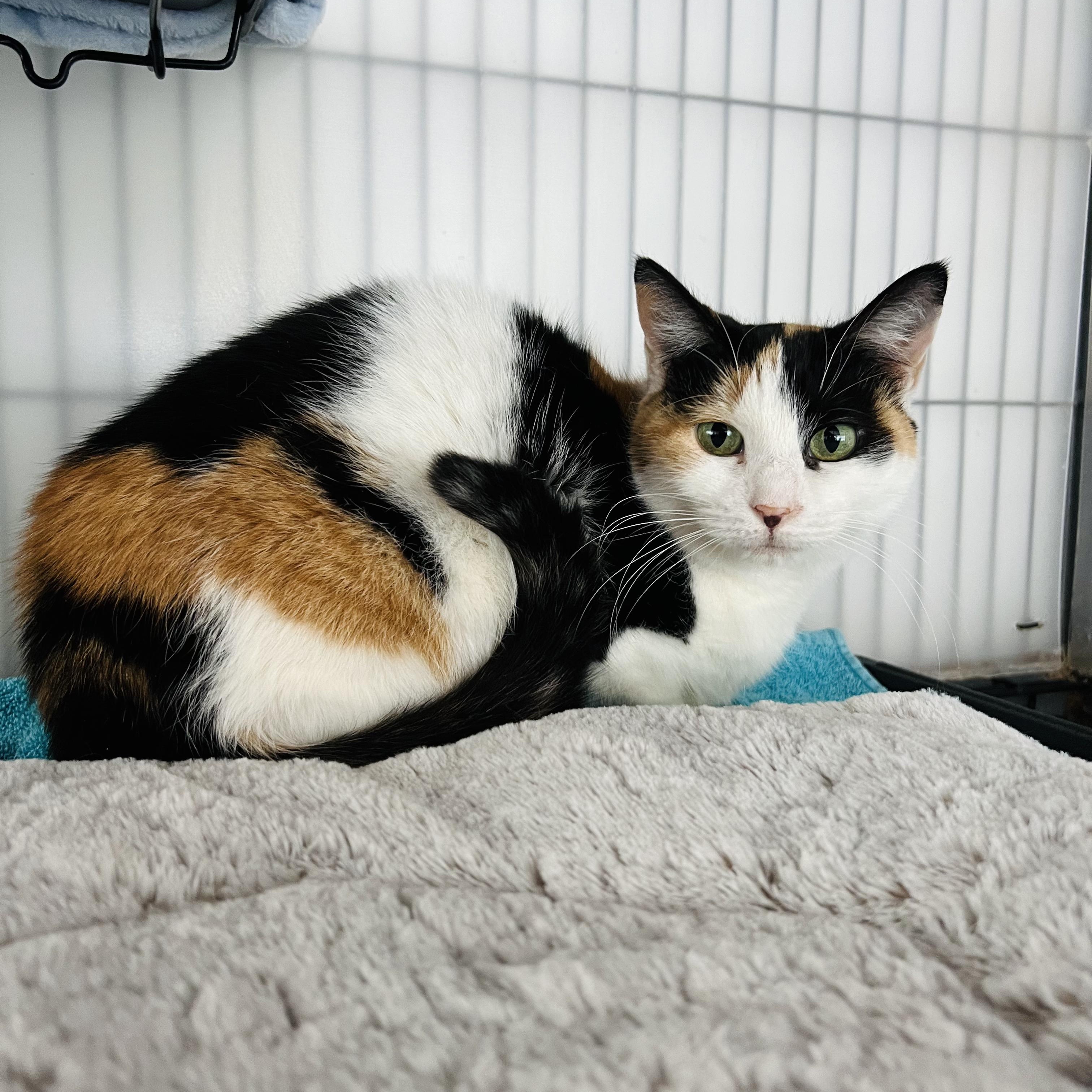 Sundae, ADOPTABLE, Adult Female Calico.