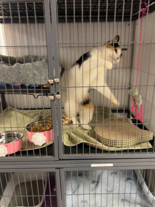 Enlarge Sundae, a ADOPTABLE Calico in Altoona, PA video 2/2