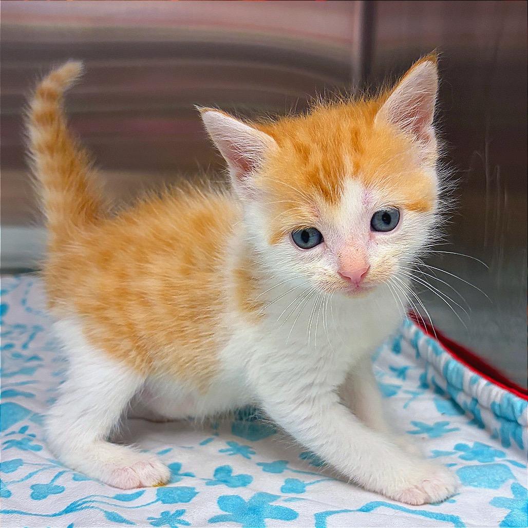 Coconana, a Adoptable Domestic Medium Hair in Hannibal, MO image 2/6