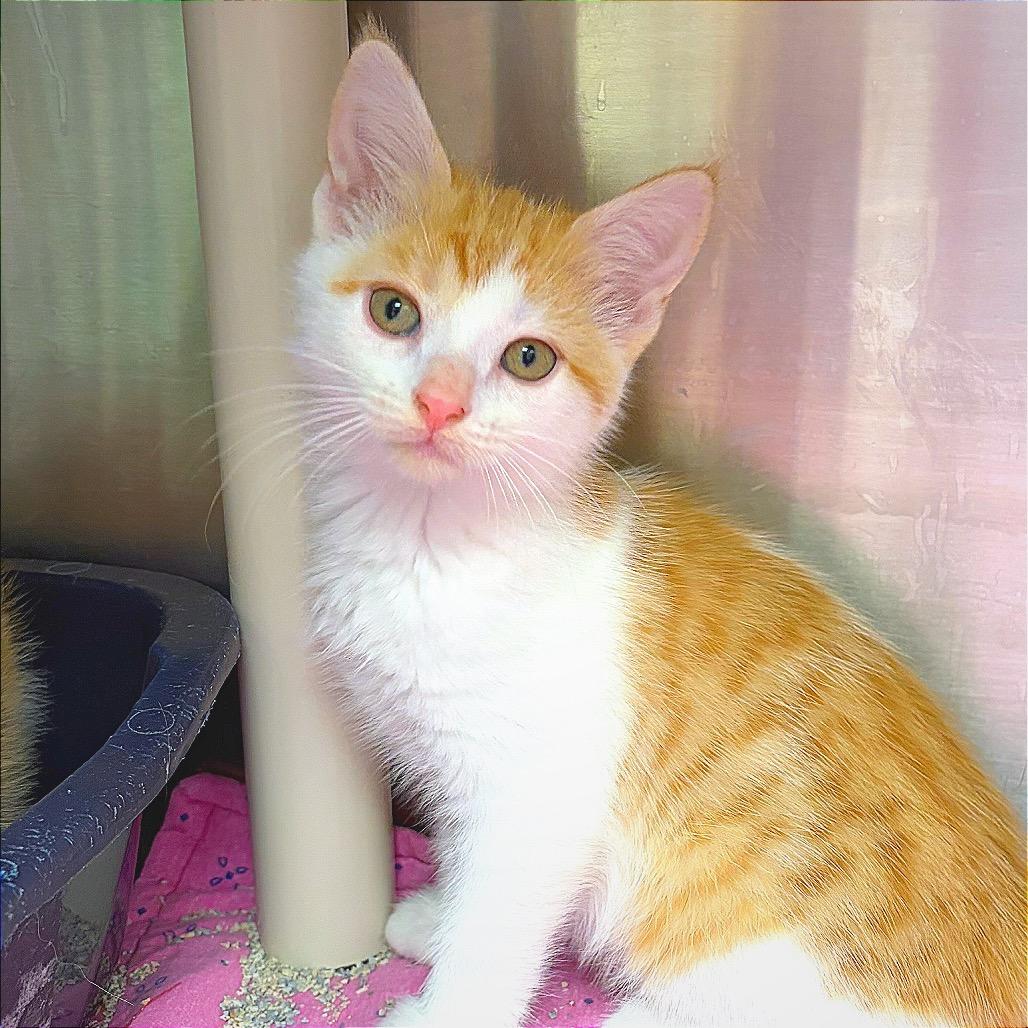 Coconana, a Adoptable Domestic Medium Hair in Hannibal, MO image 3/6