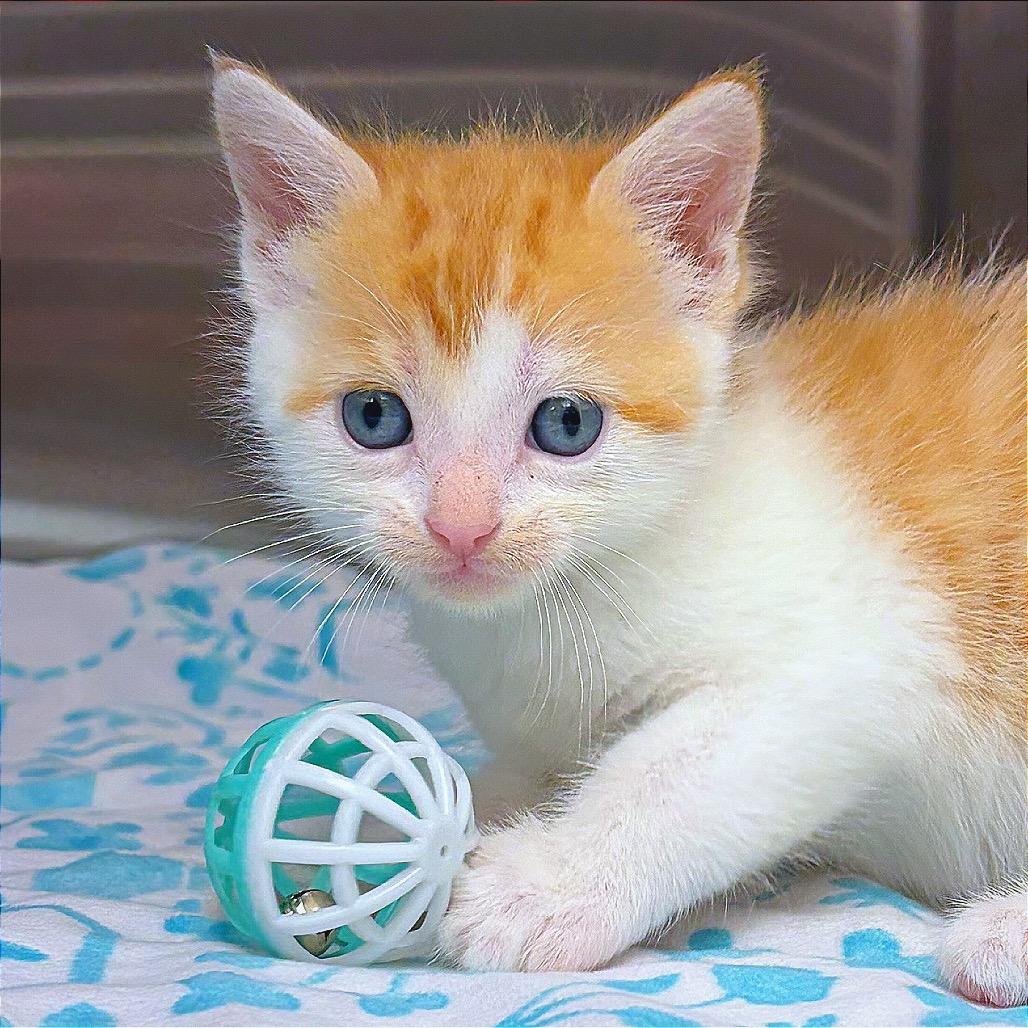Coconana, a Adoptable Domestic Medium Hair in Hannibal, MO image 4/6