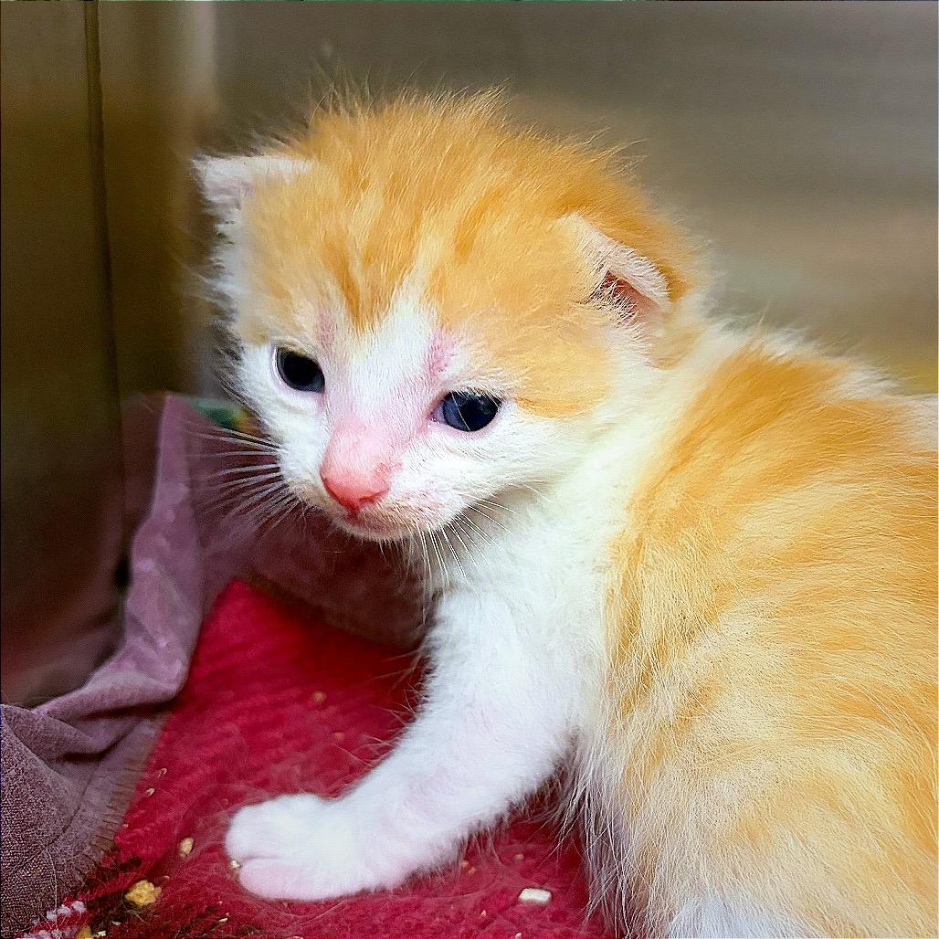 Coconana, a Adoptable Domestic Medium Hair in Hannibal, MO image 5/6