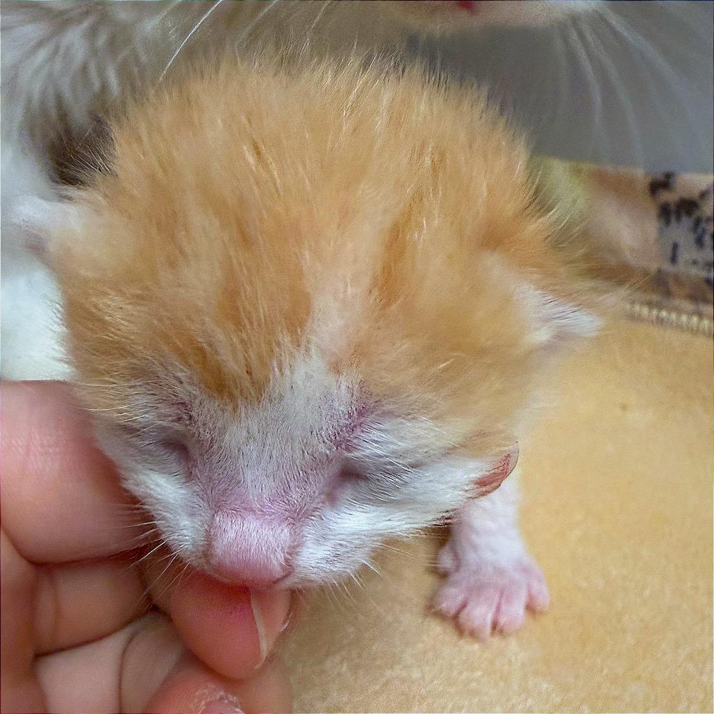 Coconana, a Adoptable Domestic Medium Hair in Hannibal, MO image 6/6