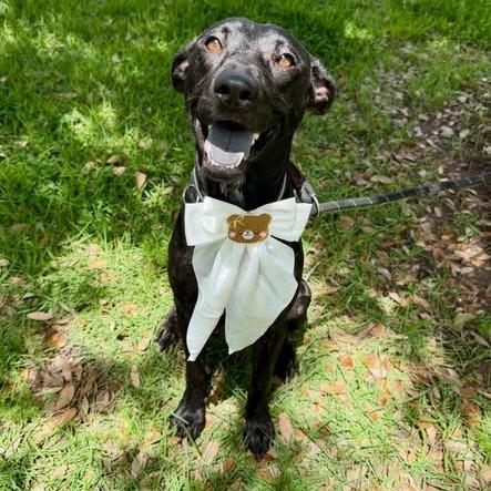 Libby, Adoptable, Adult Female American Staffordshire Terrier.