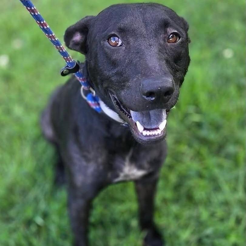 Enlarge Libby, a Adoptable American Staffordshire Terrier in Pittsburgh, PA image 2/4