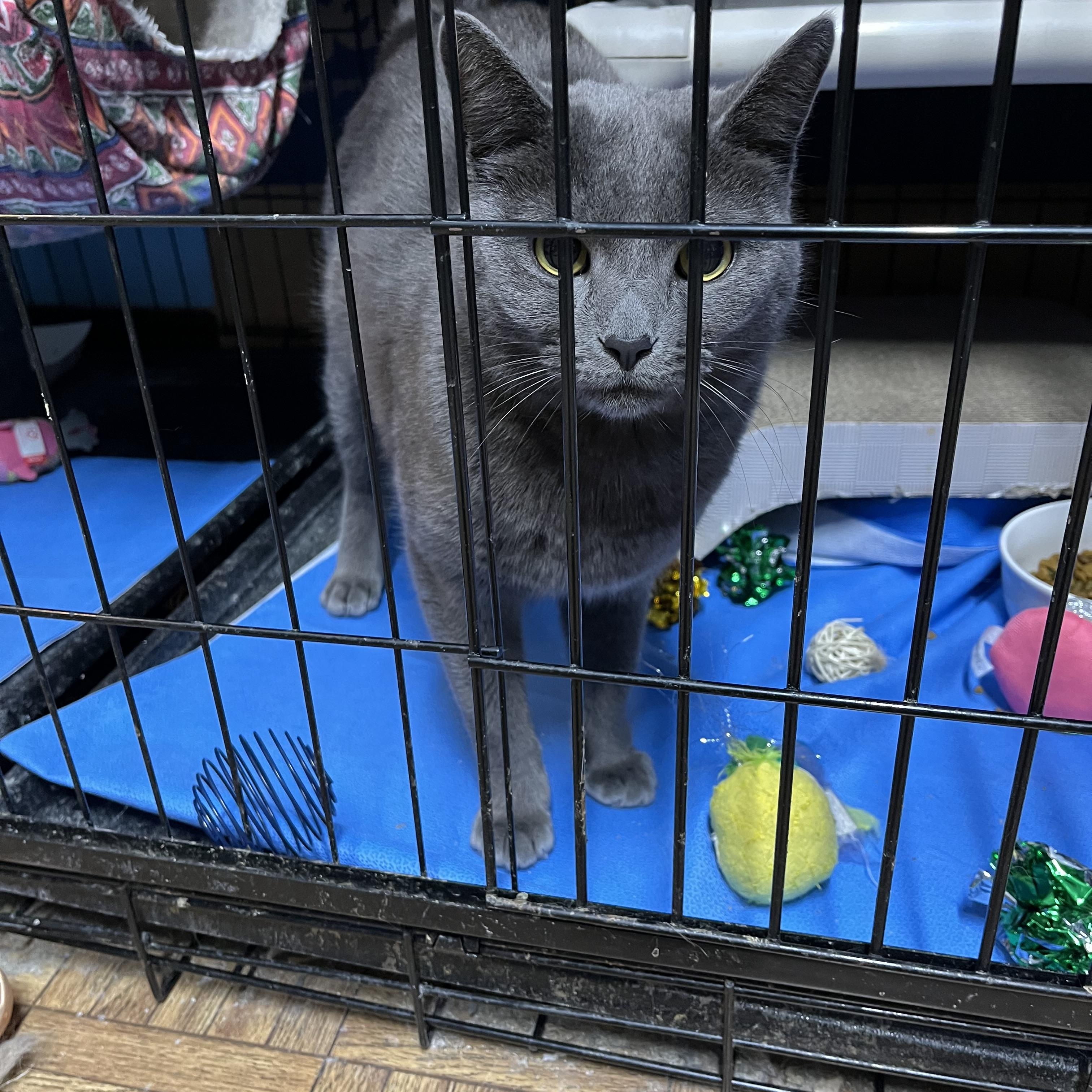 Enlarge Clay, a ADOPTABLE Domestic Short Hair in Springdale, PA image 1/3