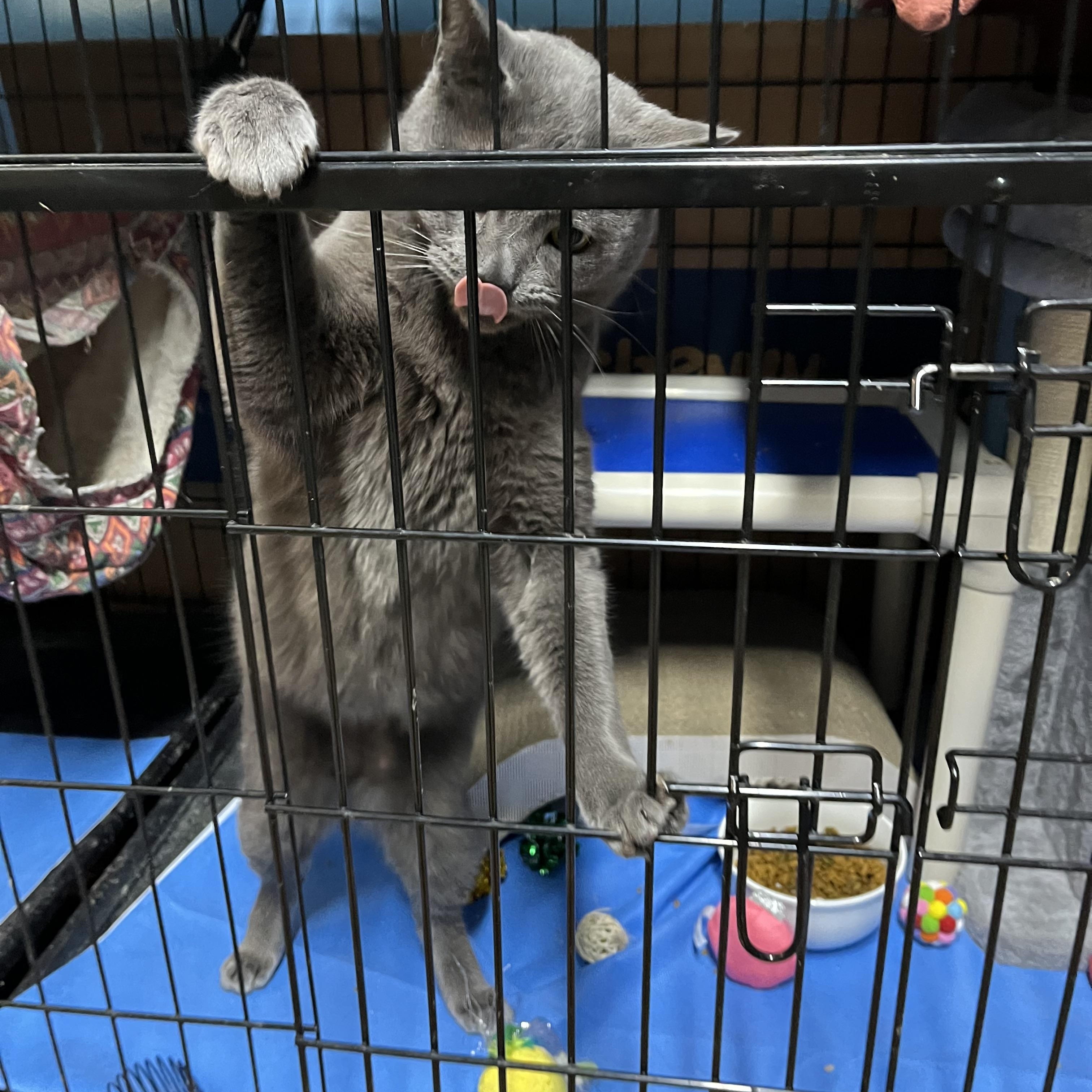 Enlarge Clay, a ADOPTABLE Domestic Short Hair in Springdale, PA image 3/3