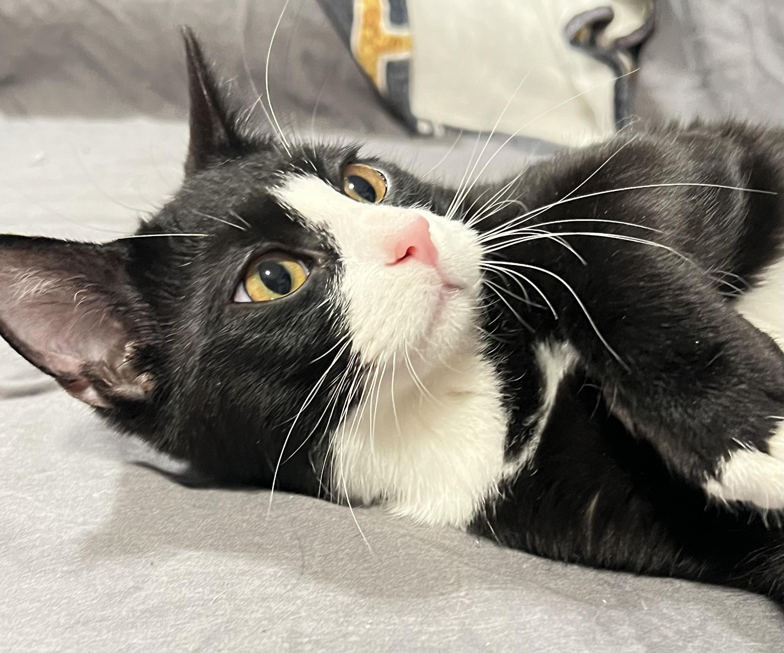 Enlarge Leo, a ADOPTABLE Domestic Short Hair in Mesa, AZ image 3/3