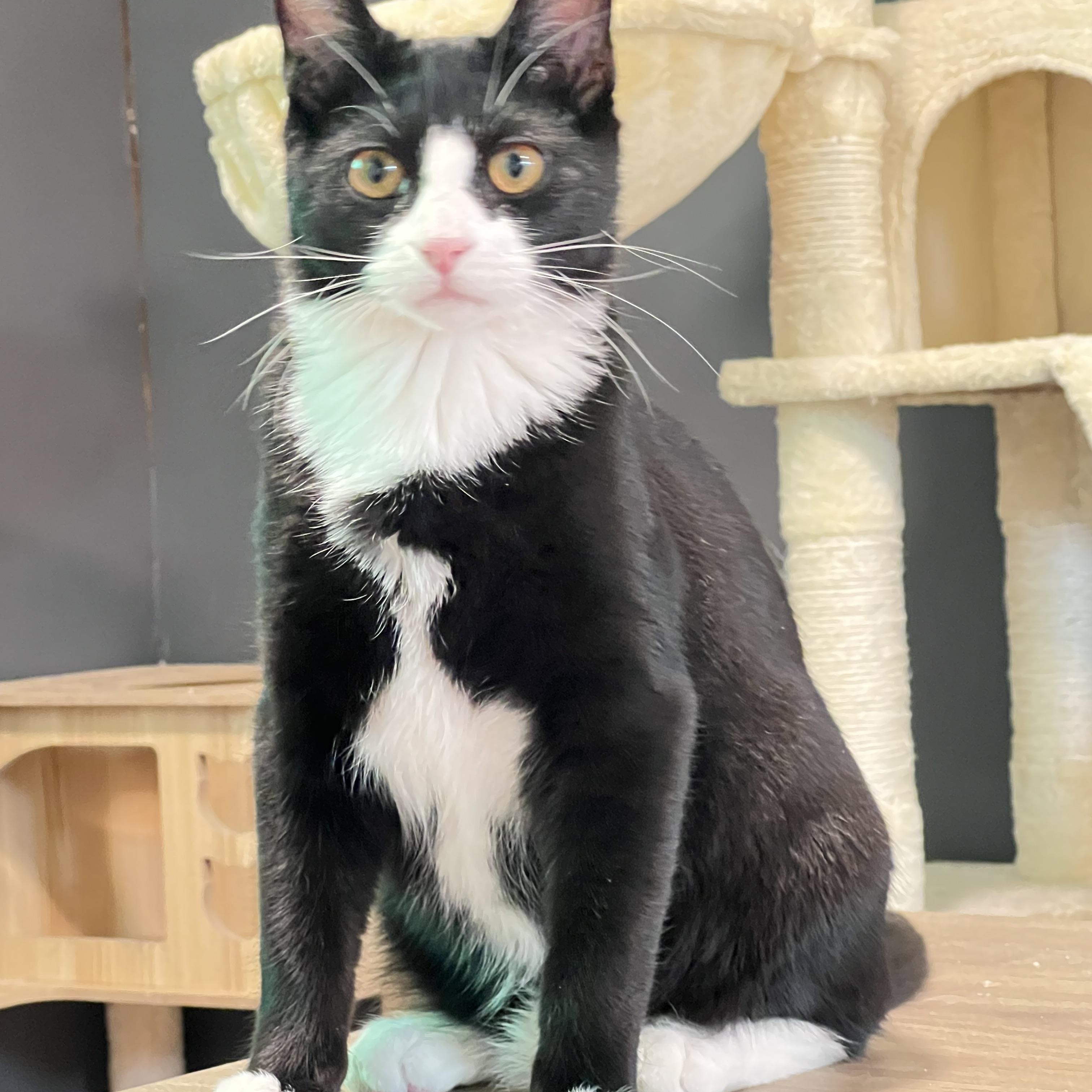 Enlarge Leo, a ADOPTABLE Domestic Short Hair in Mesa, AZ image 2/3