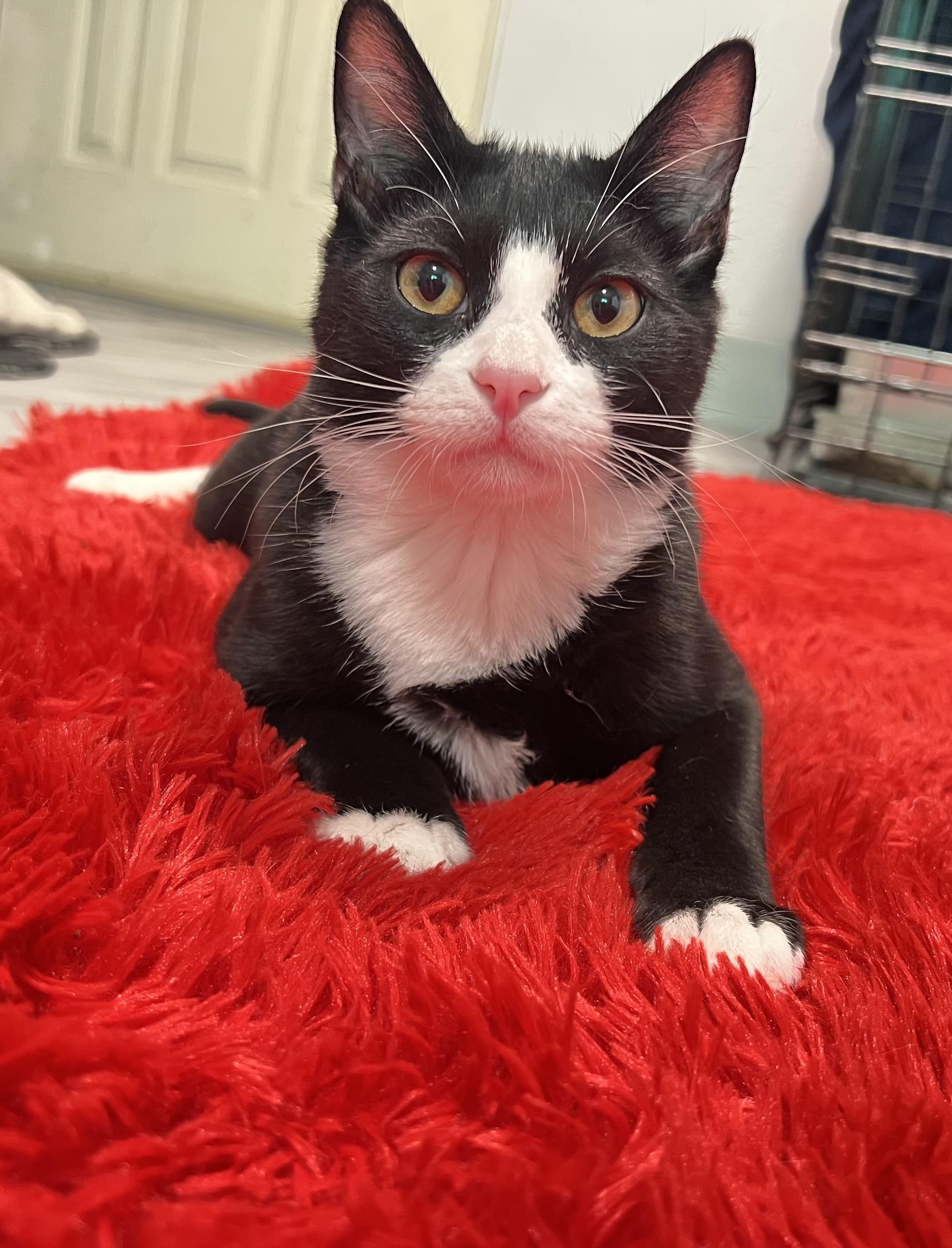 Leo, ADOPTABLE, Young Male Domestic Short Hair.