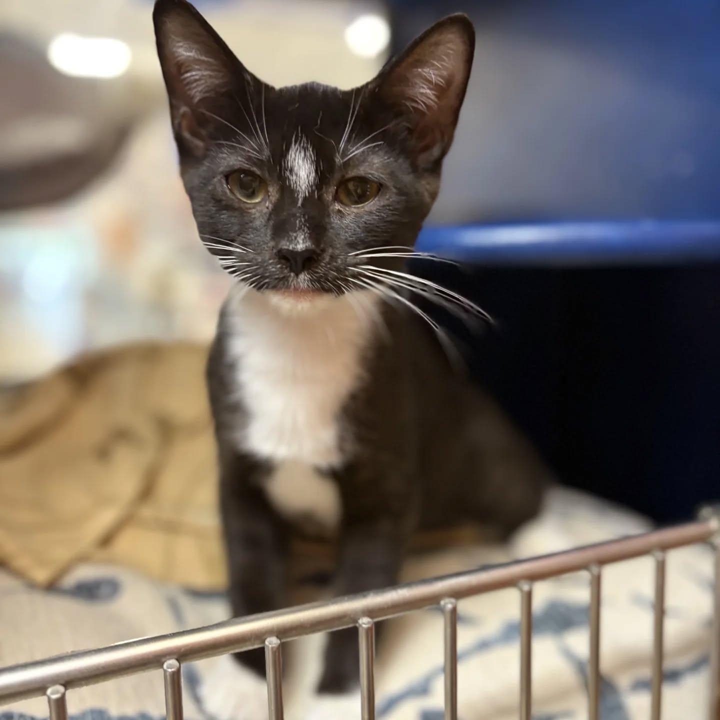 Oreo Kittens, Adoptable, Kitten Female Tuxedo.