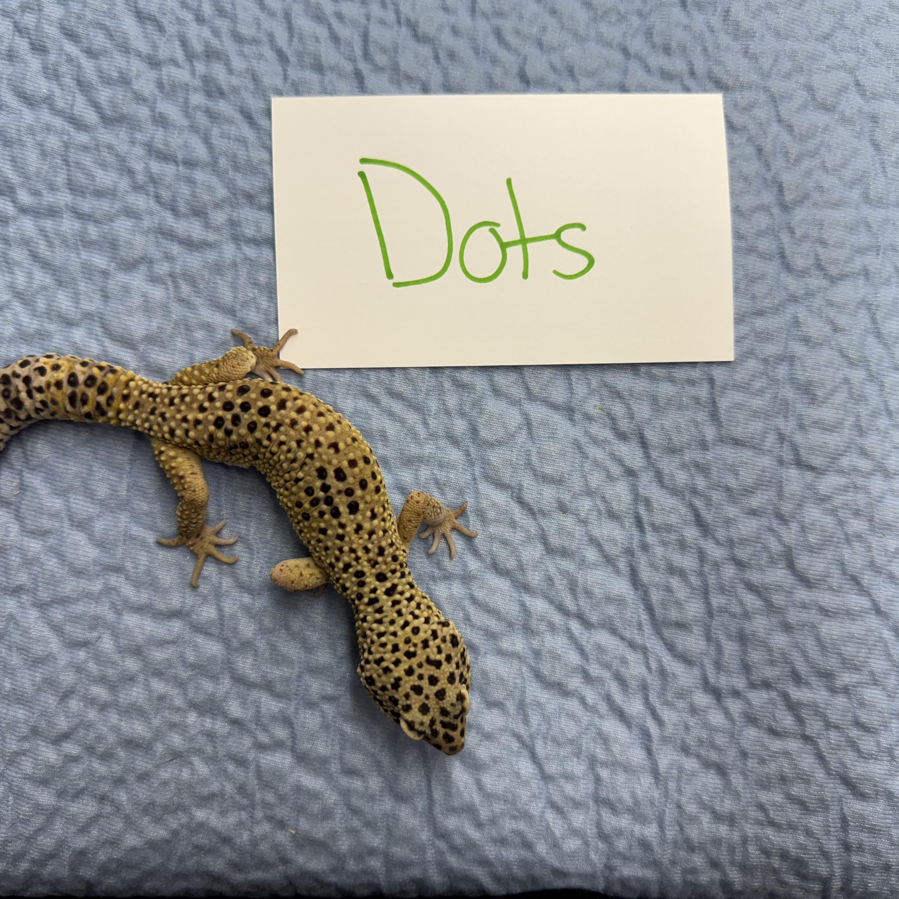 Dots, a Adoptable Gecko in Tacoma, WA image 1/6