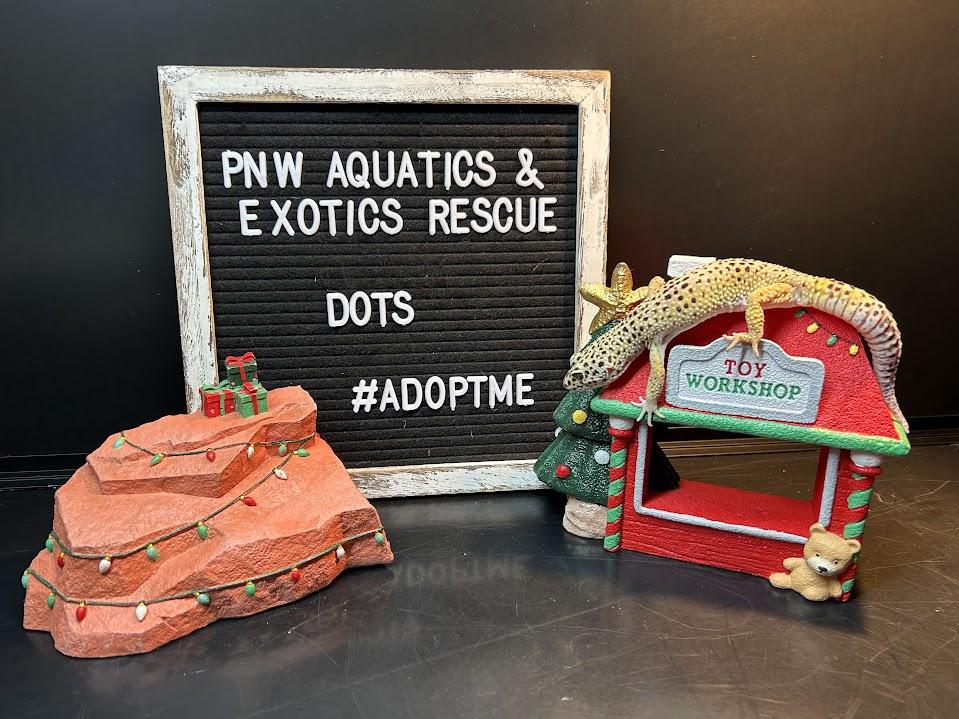 Dots, a Adoptable Gecko in Tacoma, WA image 4/6