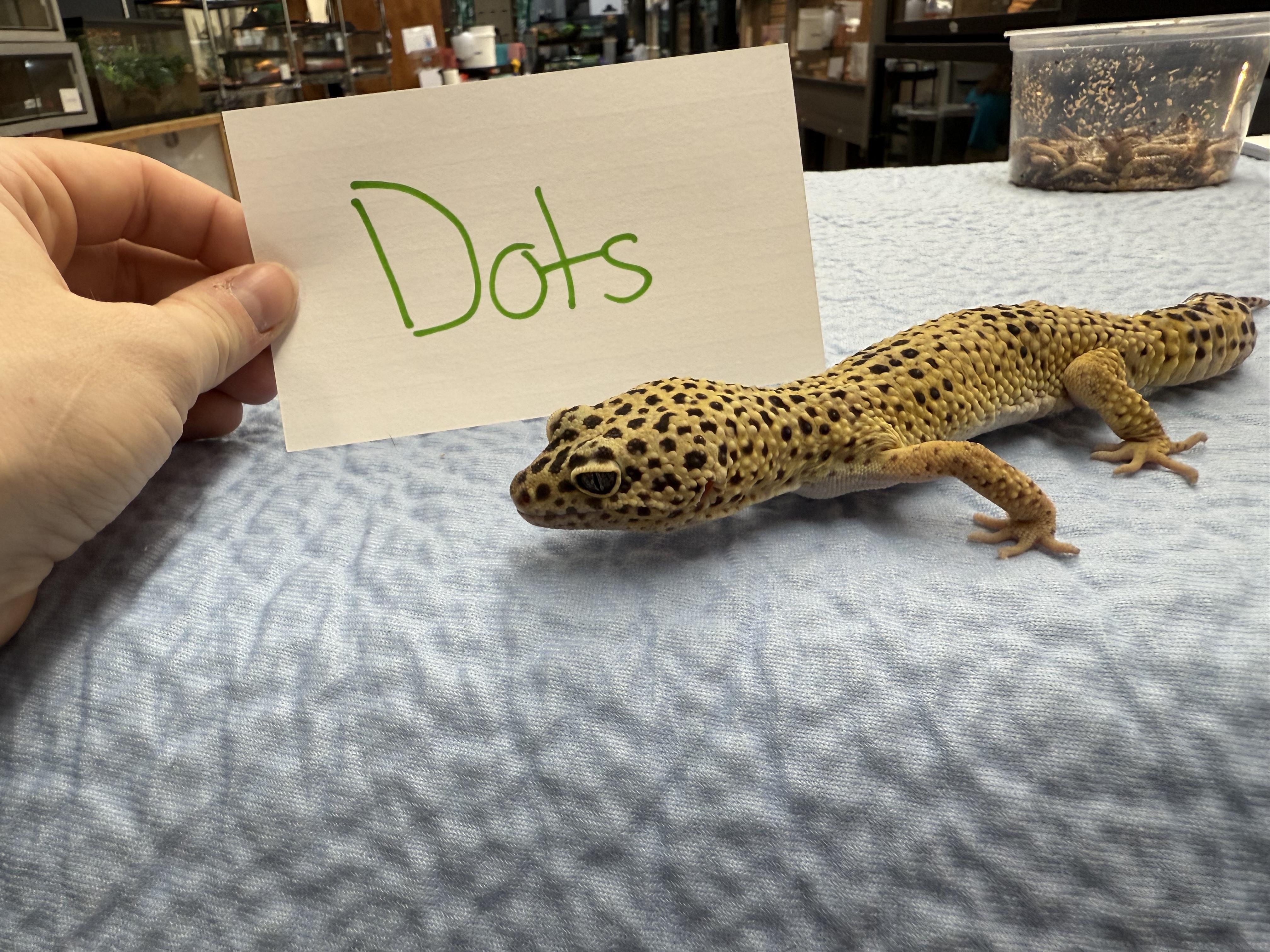 Dots, a Adoptable Gecko in Tacoma, WA image 2/6