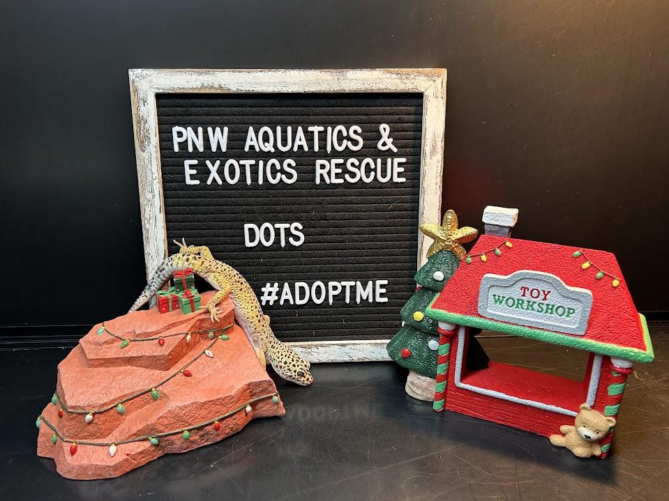 Dots, a Adoptable Gecko in Tacoma, WA image 5/6