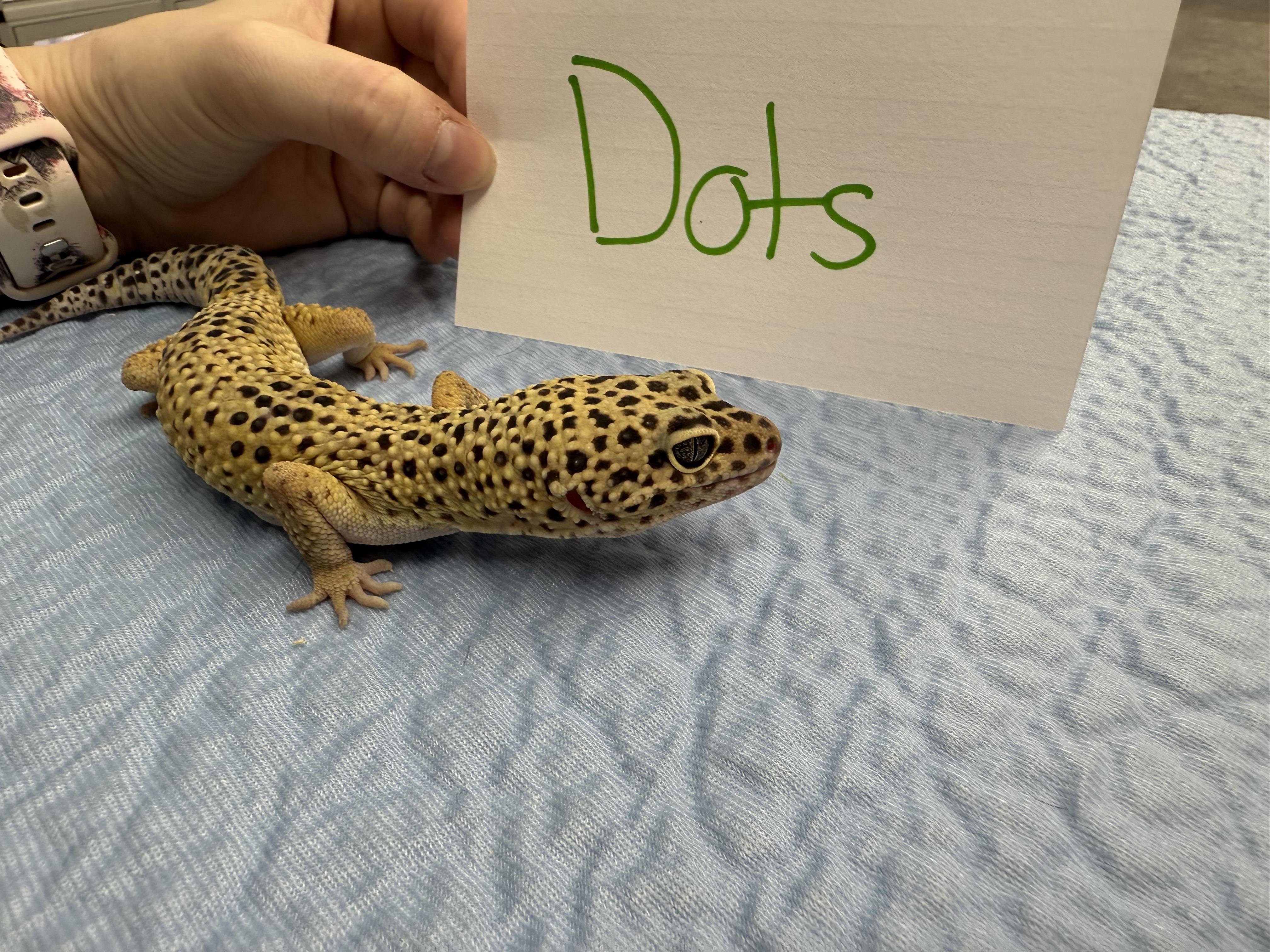 Dots, a Adoptable Gecko in Tacoma, WA image 3/6