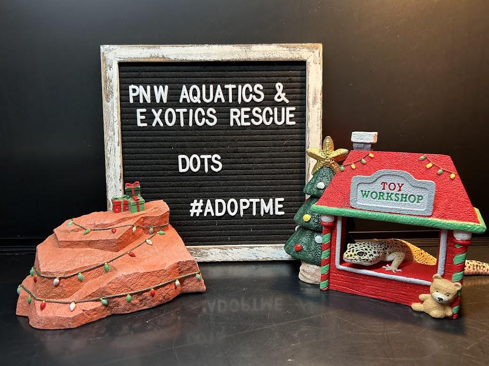 Dots, a Adoptable Gecko in Tacoma, WA image 6/6