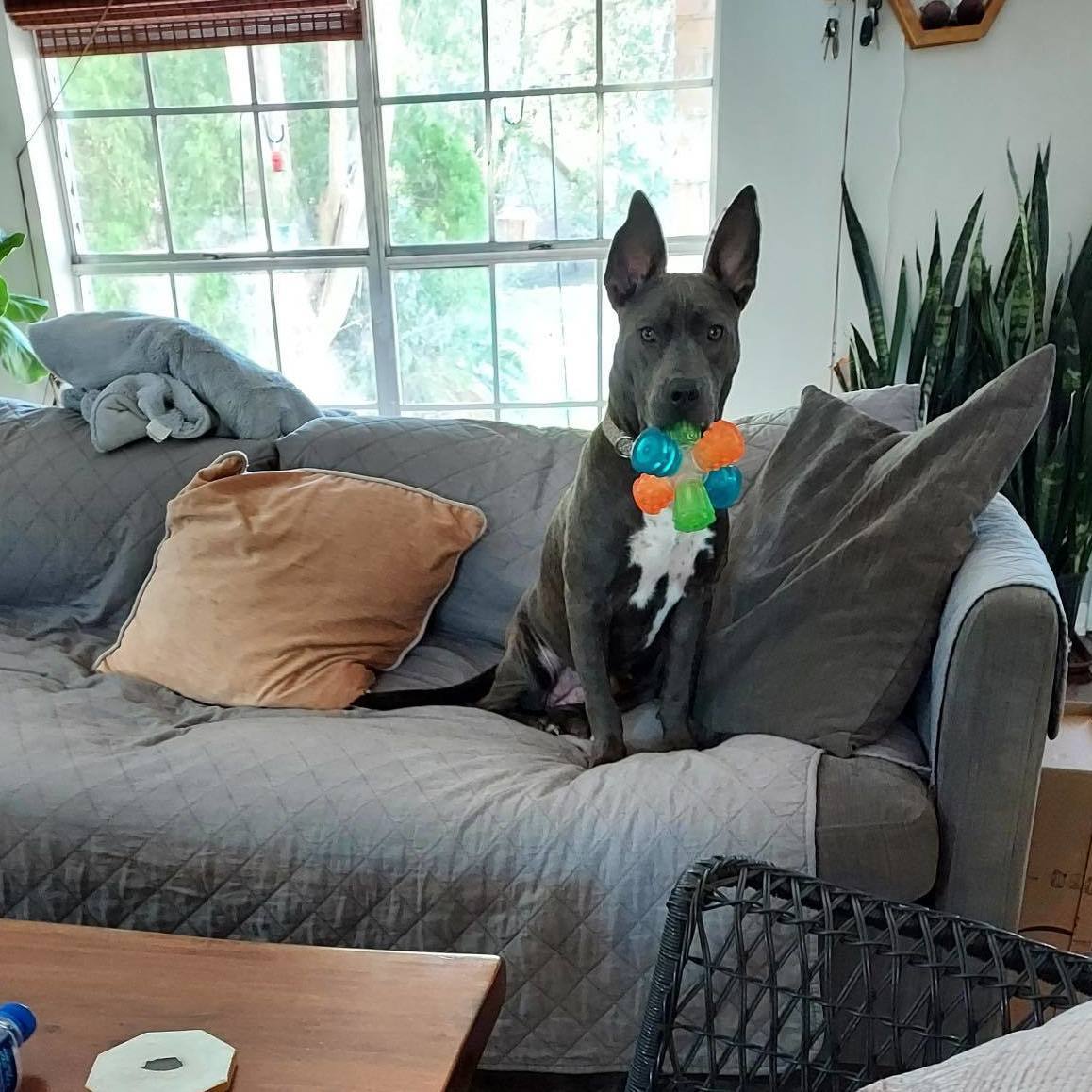 Talli, a Adoptable mixed breed in Houston, TX image 5/5