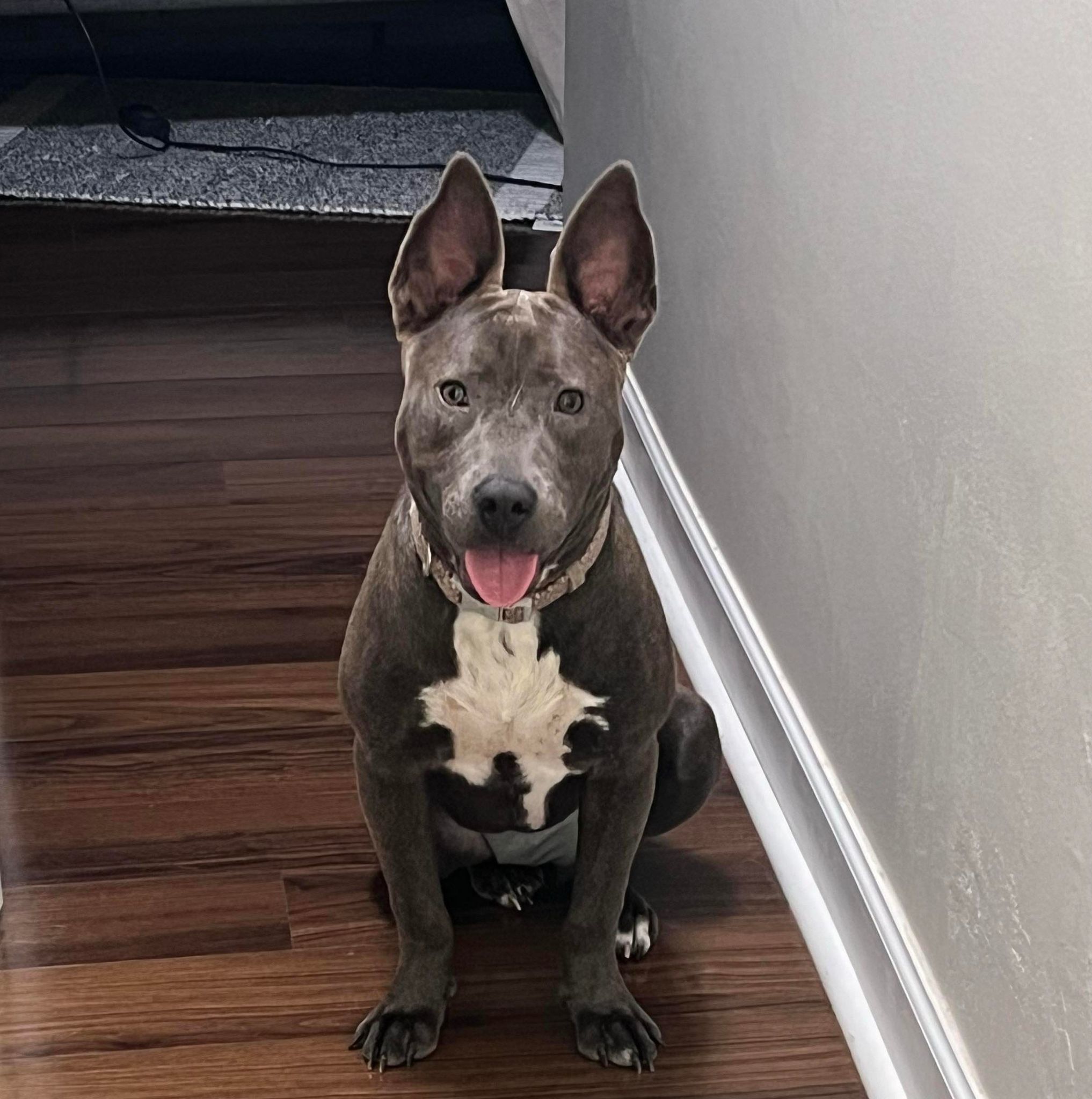 Talli, a Adoptable mixed breed in Houston, TX image 4/5