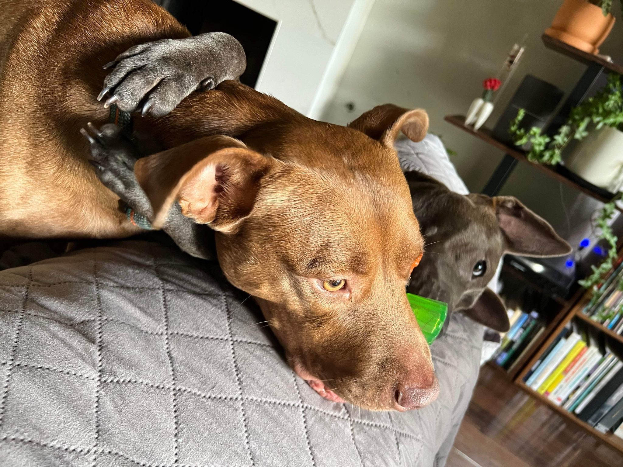 Talli, a Adoptable mixed breed in Houston, TX image 2/5