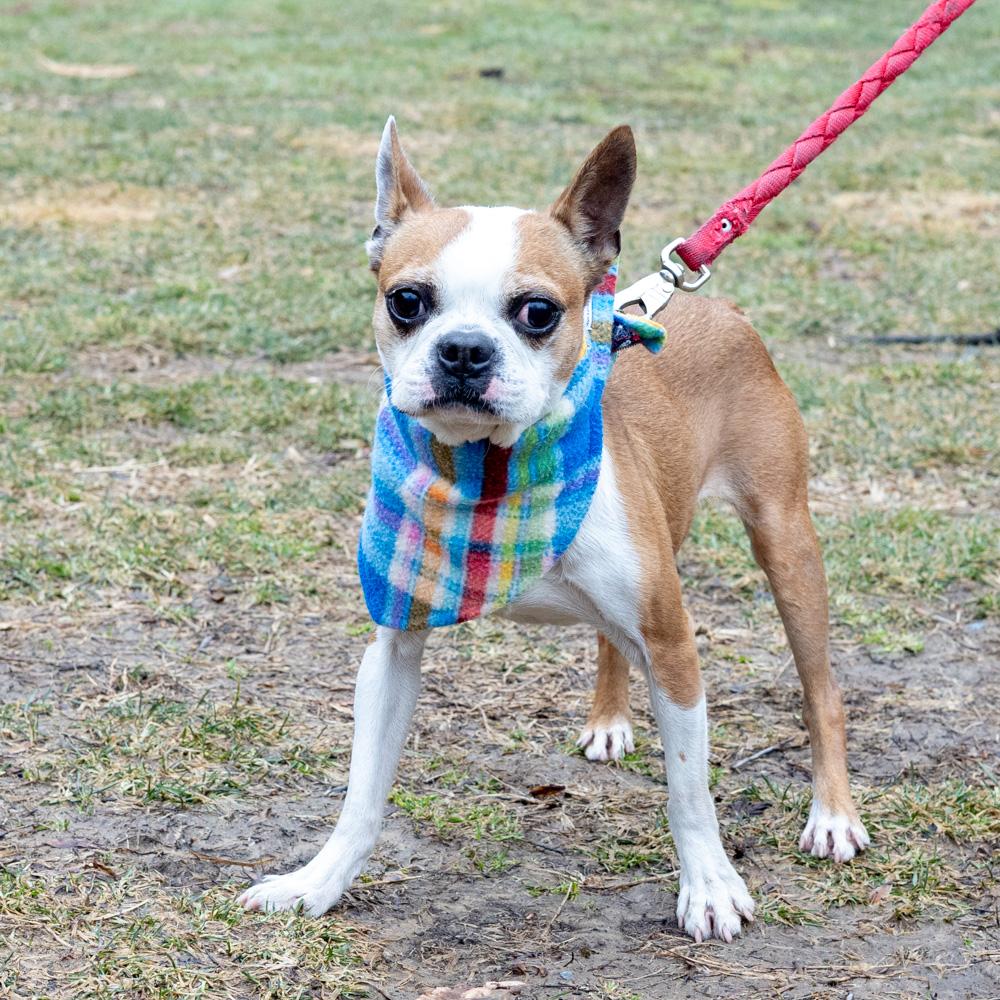 Enlarge Jasper (Male)    Avail 3/7, an adopted Boston Terrier in West Grove, PA image 4/6