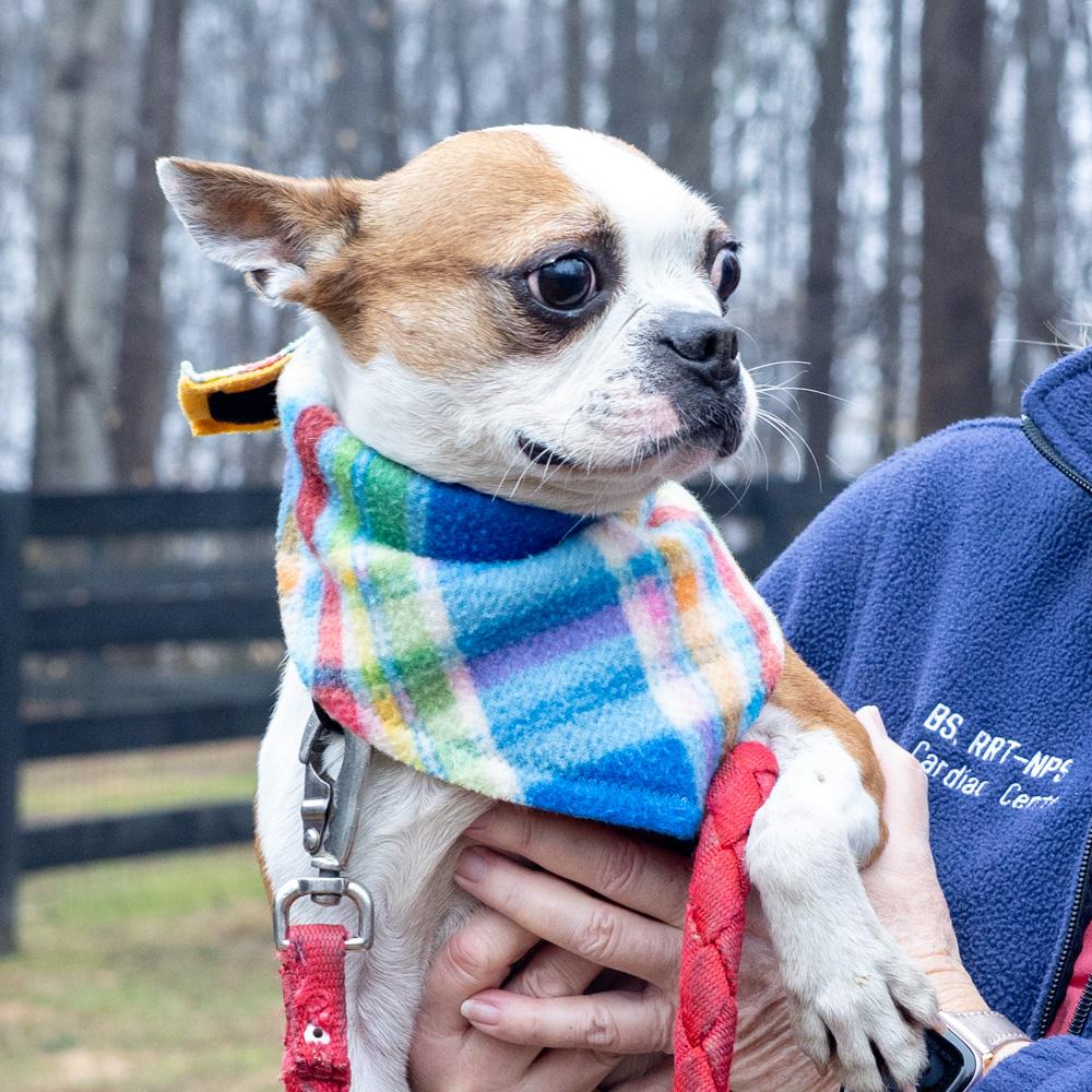 Enlarge Jasper (Male)    Avail 3/7, an adopted Boston Terrier in West Grove, PA image 3/6