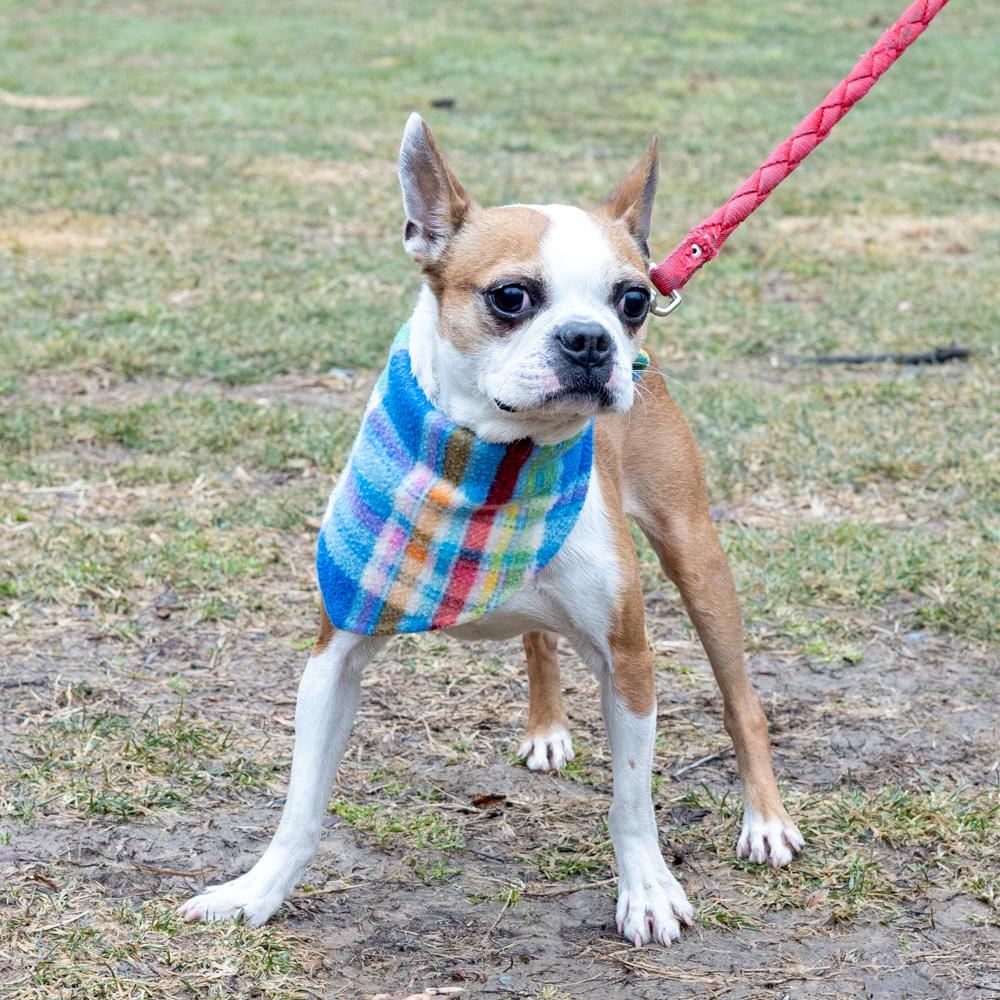 Enlarge Jasper (Male)    Avail 3/7, an adopted Boston Terrier in West Grove, PA image 6/6